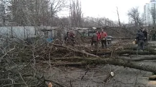 Вырубка деревьев на Северном рынке Одессы