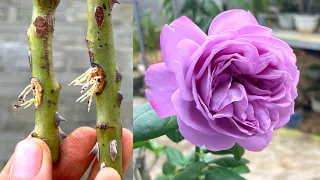 Two simple and effective ways to extract rose branches with bananas after 30 days