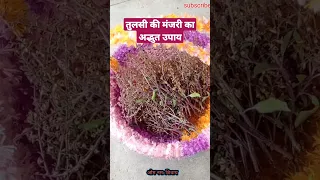 #तुलसी की मंजरी का अद्भुत उपाय #pradeepmishra #pradeepmishrajikeupay