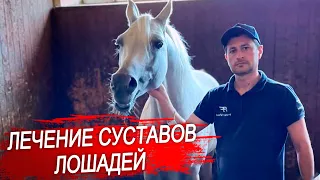 Суставы лошади. Болезни суставов у лошадей.