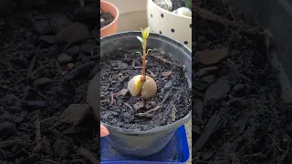 Два способа вырастить авокадо 🥑 из косточки.  Дерево авокадо в домашних условиях, легко и просто.