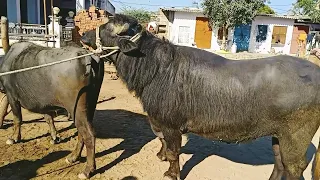 New super star bull meeting!! buffalo meeting donkey meeting and horse meeting