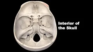 Internal Surface of the Skull | Study of interior of Skull - Cranial Vault & Cranial Fossa.