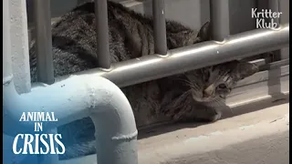 Cat Stranded On Roof Cries, Seeing Her Sister Begging People To Rescue Her | Animal in Crisis EP181