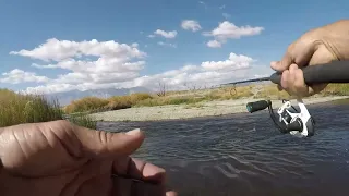 Powerful Lower Owens River Trout (Bishop, CA)