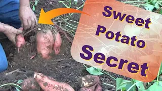 Secrets Of Sweet Potato Harvest Giants Make Giants In The Deep Mulch Garden 10-11-2021