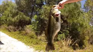 10 lb Bass on Brim | Gopro