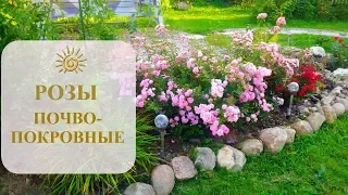 РОЗЫ ПОЧВОПОКРОВНЫЕ *СКАРЛЕТ* И *ФЕЙРИ* УКРАШЕНИЕ САДА/ Неприхотливы в уходе.