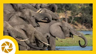 PORTRAIT of a HERD OF ELEPHANTS. WILDLIFE PHOTOGRAPHY. The Chobe River safari. Botswana.