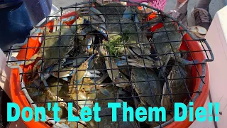 Blue Crab TLC - How To Keep Blue Crabs Alive For Days