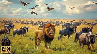 Our Planet | 4K African Wildlife - Great Migration from the Serengeti to the Maasai Mara, Kenya #52