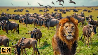 Our Planet | 4K African Wildlife - Great Migration from the Serengeti to the Maasai Mara, Kenya #40