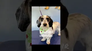 long hair dachshund 🐶|before and after groom|pet stylist|dog grooming|dog lovers|dog owners|DIY|