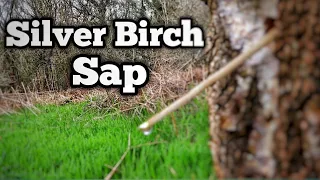 Collecting Birch Sap