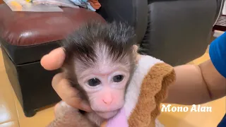 El mono bebé recién nacido se perdió y la familia del | mono bebé fue abandonada #4