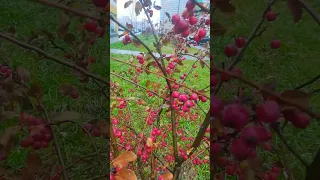 Райские яблочки во дворе.Санкт-Петербург.