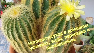 Нотокактус : уход в домашних условиях, виды, пересадка и выращивание.