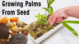 How To Grow A Palm Tree From Seed