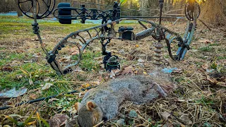 Archery Hunt For Squirrels! (Bow Hunting For Squirrels)