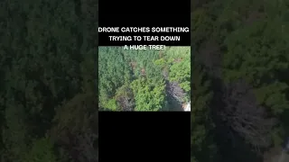 Drone Catches Something (Bigfoot?) Tearing Down A Tree #TennesseeBigfoot #Shorts