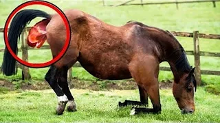 The breeder almost fainted when she saw what this horse had given birth to!