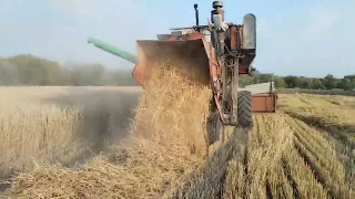 уборка пшеници третикаль 2023 года уборочный комбаен нива ск 5