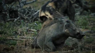 Painted Wolf/Wild Dog take a Warthog NOT FOR SENSITIVE VIEWERS