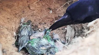 Crow Diggs MUD & Swallows all 6 babies ALIVE | Crow ATTACK on Baby birds Nest | Asian bee eater Nest