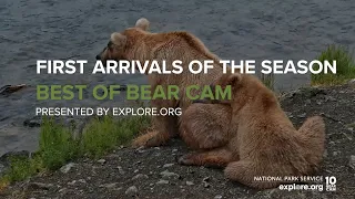 First Arrivals! 747, Holy, Grazer and More! | Best of Bear Cam