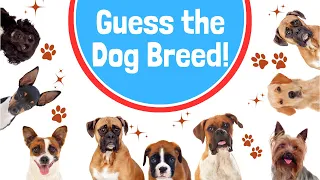 Pawsome Challenge: Can You Guess the Dog Breed?"