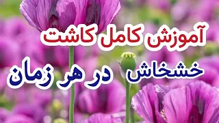 روش کاشت خشخاش | مثل آب خوردن