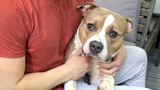 Dog left at shelter just wants a forever home