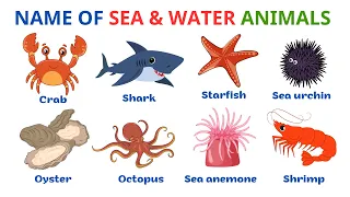 English Vocabulary | Sea Animals, Water Animals Name With Picture | Esl | Learn English