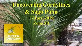 Uncovering Cordylines and Sago Palm 2019 Zone 5B 4K UHD