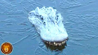Wenn du ein gefrorenes Krokodil im Eis siehst, lauf weg!