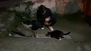 We fed Pregnant Stray Cat-She Was SO HUNGRY | YUFUS