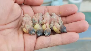 Hand Feeding Star Finch Babies
