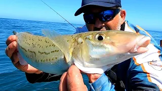 EPIC Whiting Fishing Half a Meter Long! Christmas is Every Day