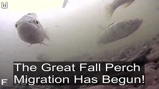 Thousands of Perch on The Move! [Underwater Video]