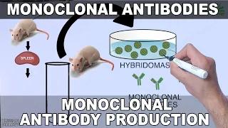 Monoclonal Antibodies and its Production