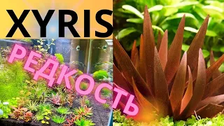 Аквариум на осмосе. Редкое и требовательное аквариумное растение Xyris red. Ксирис.