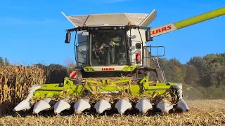 Mais dreschen mit Claas lexion 6800 | LU bergmeier