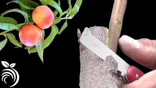 Grafting Fruit Trees in Silicon Valley – Double-Tongued Side Graft