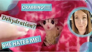 Day 1-4 with a TERRIFIED Sugar Glider with MEDICAL CONCERNS