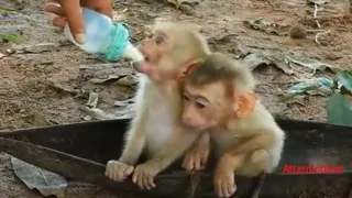 Cute Baby Monkey Videos That Will Melt Your Heart#2023#