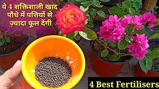 यह 4 शक्तिशाली खाद पौधे में पत्तियों से ज़्यादा फूल देंगी || Top 4 Foods For All Flowering Plant