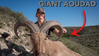 MOM SHOOTS GIANT WEST TEXAS AOUDAD at 350 YARDS ON THE RUN!!