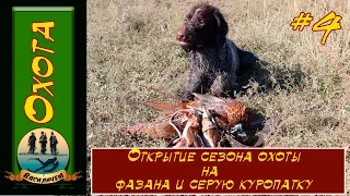 Открытие охоты на фазана и серую куропатку . Не обычный случай на охоте #4