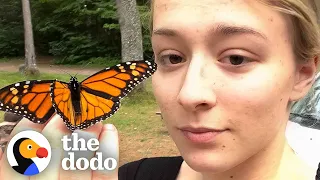 Girl Finds Monarch Butterfly Stuck In Her Car's Headlight | The Dodo Wild Hearts