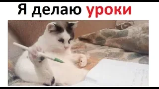 Лютые приколы. Кот делает домашку за школьника